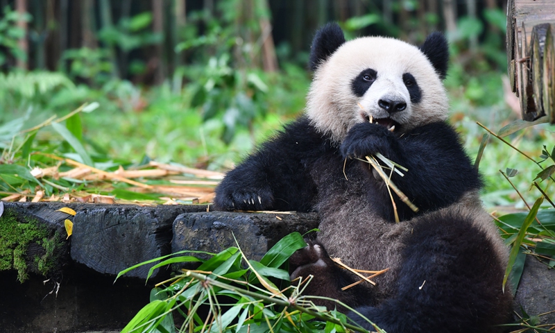Giant Panda №1