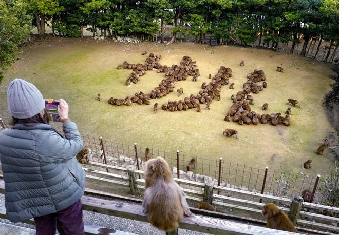 Awaji Monkey Center