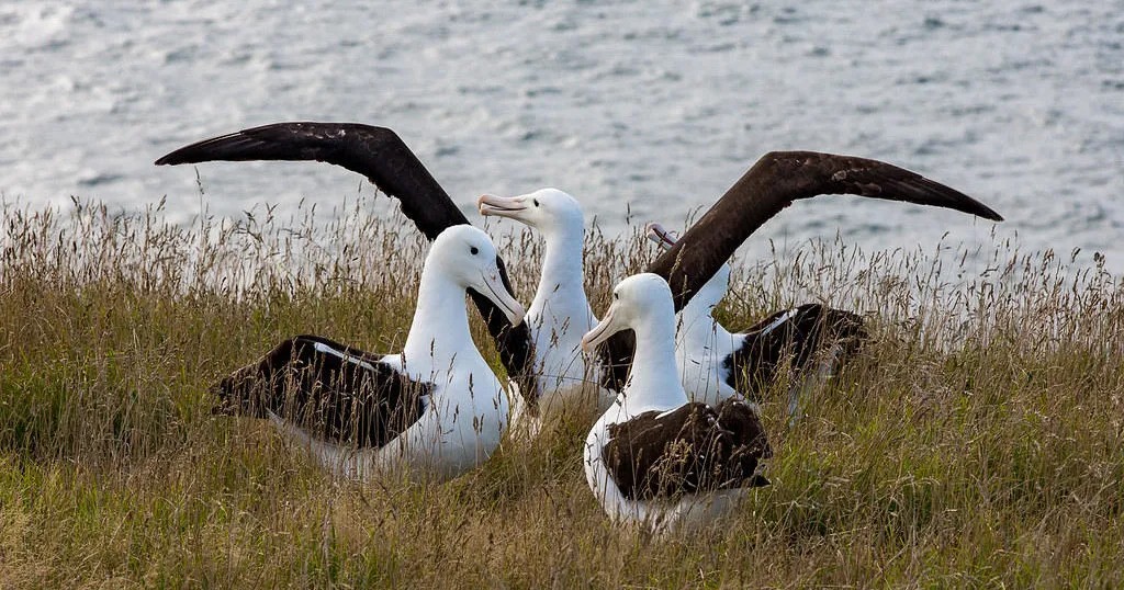 Royal Albatross Colony