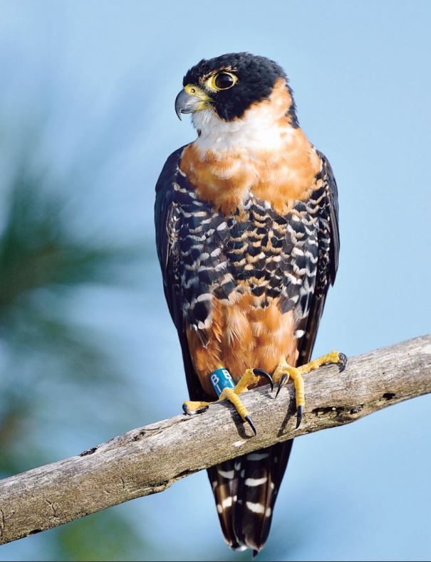Peregrine Falcon Nest in Orange