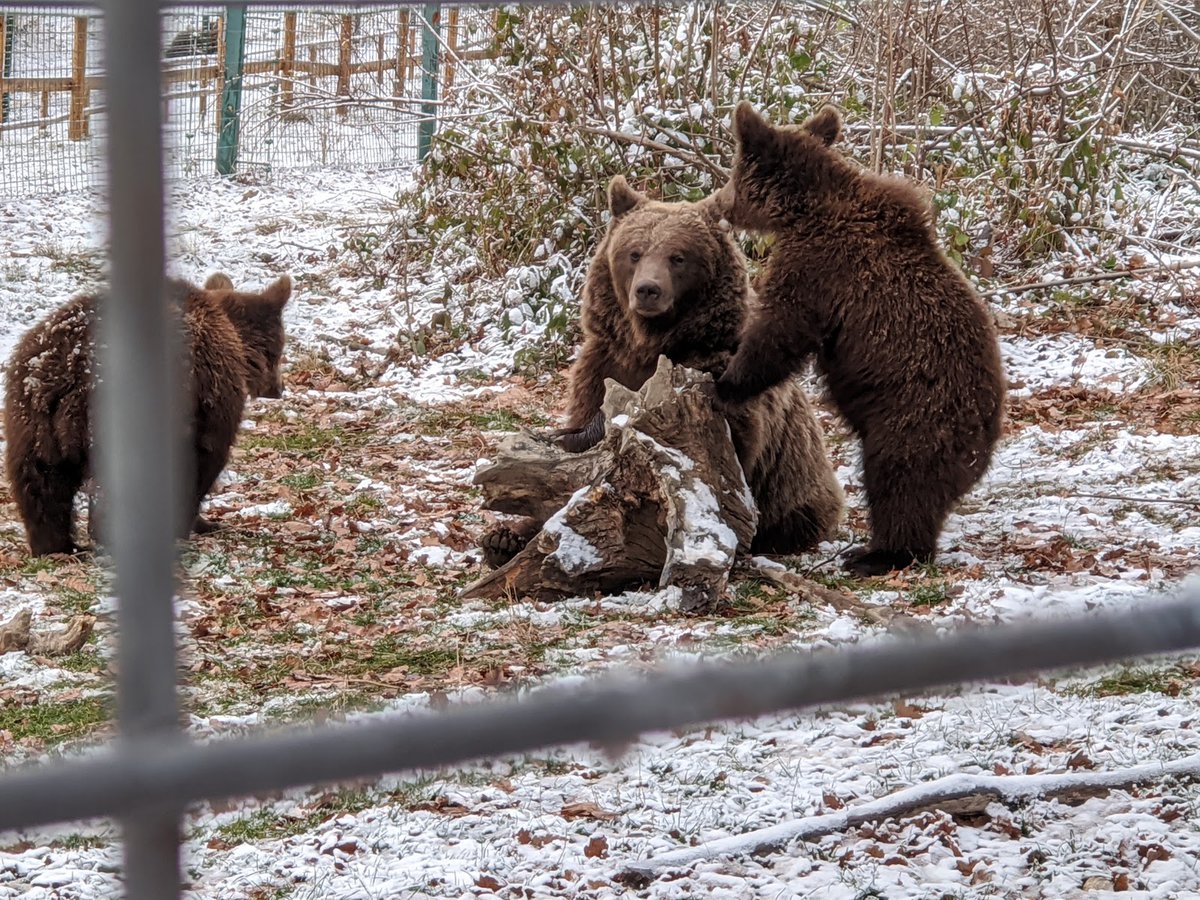 Bear Sanctuary