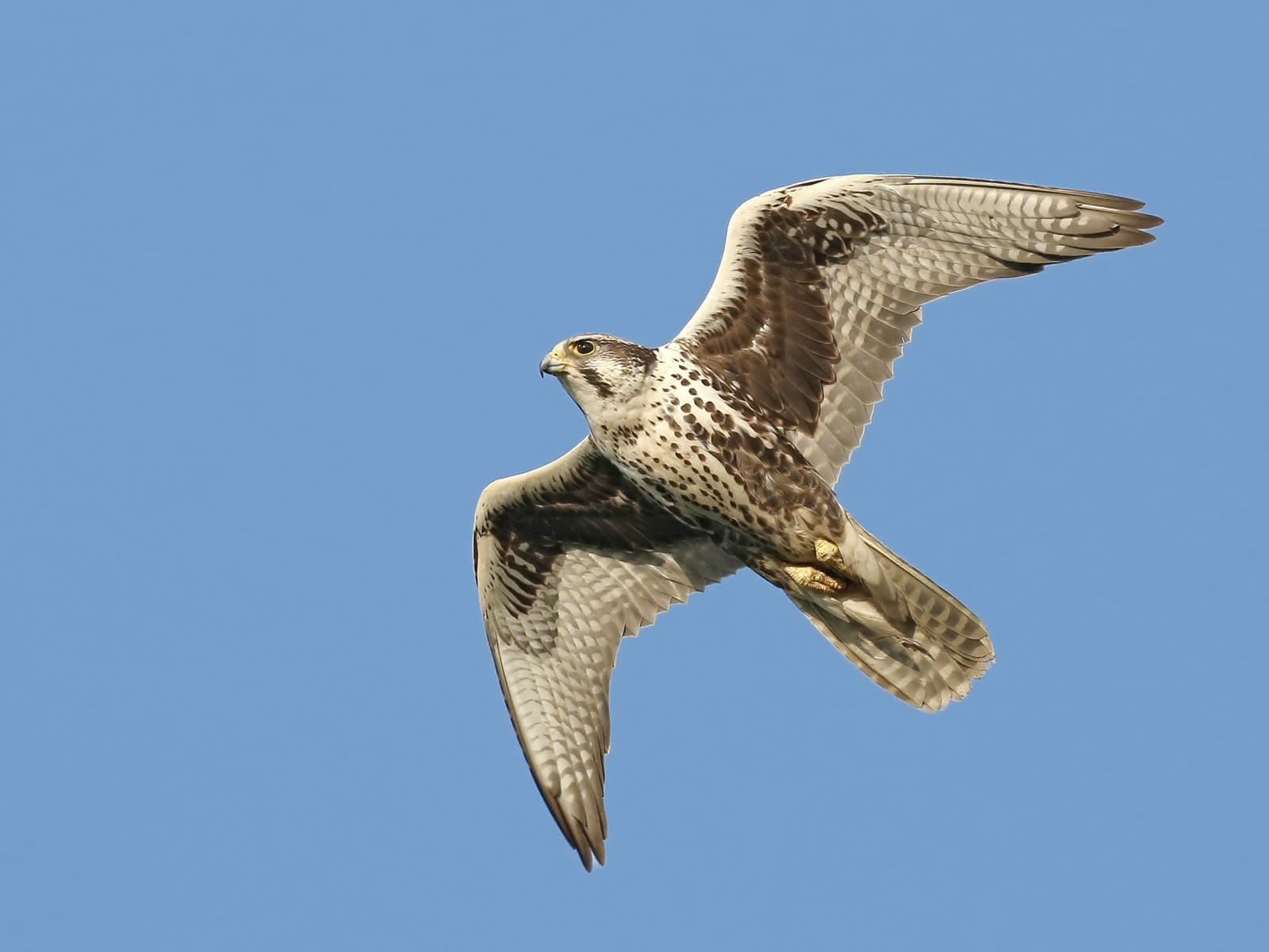 Josefstrasse Falcons Outdoor