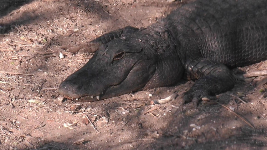 Alligator and Spoonbill Swamp