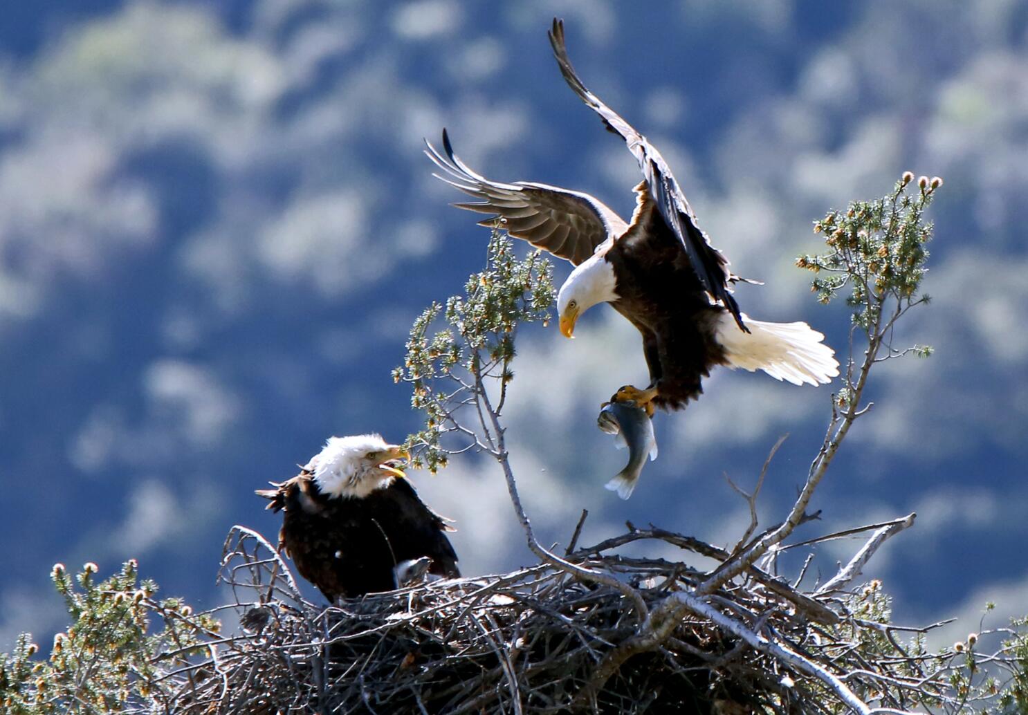 Bald Eagle Nest №1