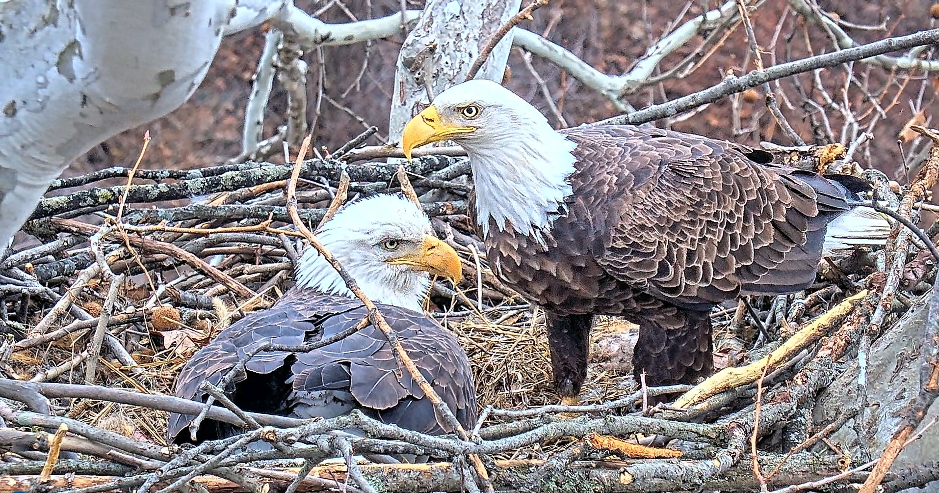 Bald Eagle Nest №10