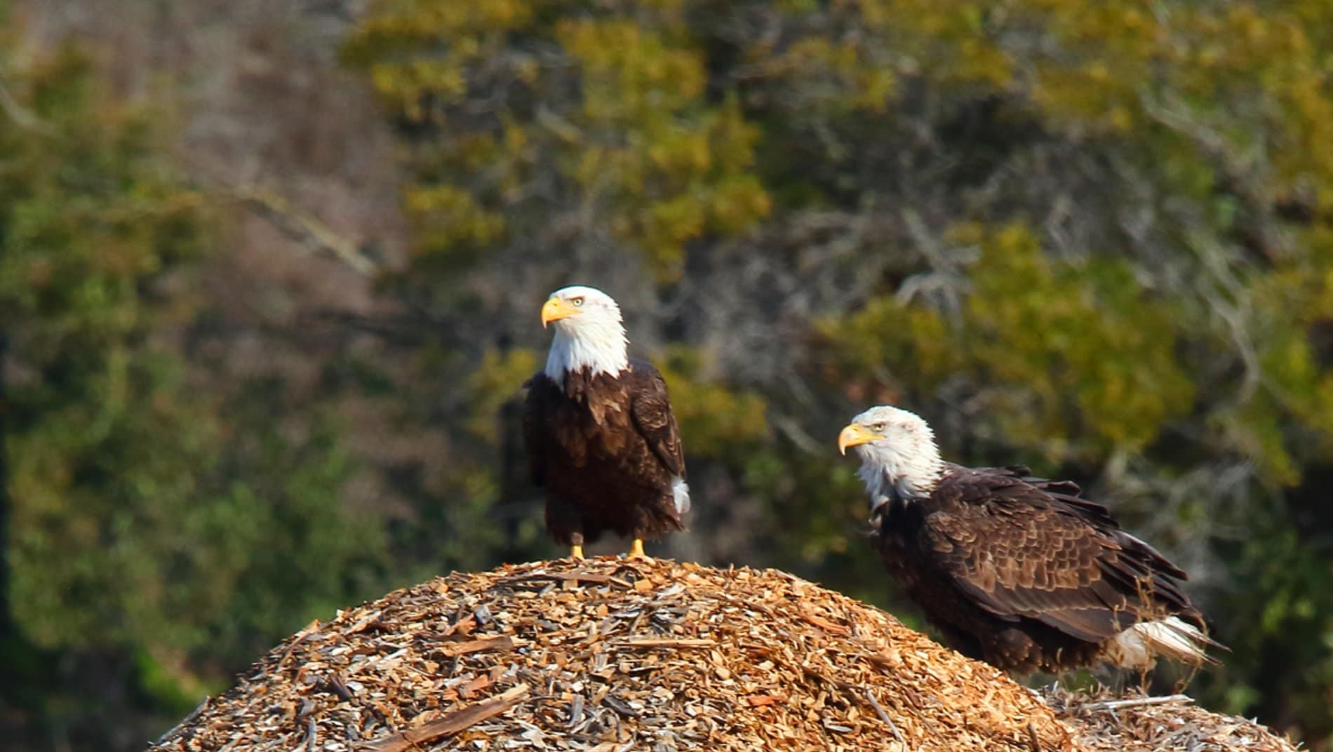 Bald Eagle Nest №11
