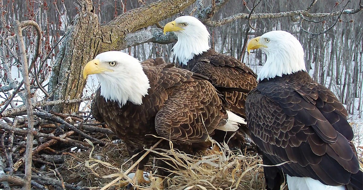 Bald Eagle Nest №2
