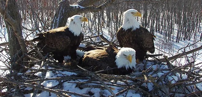 Bald Eagle Nest №4