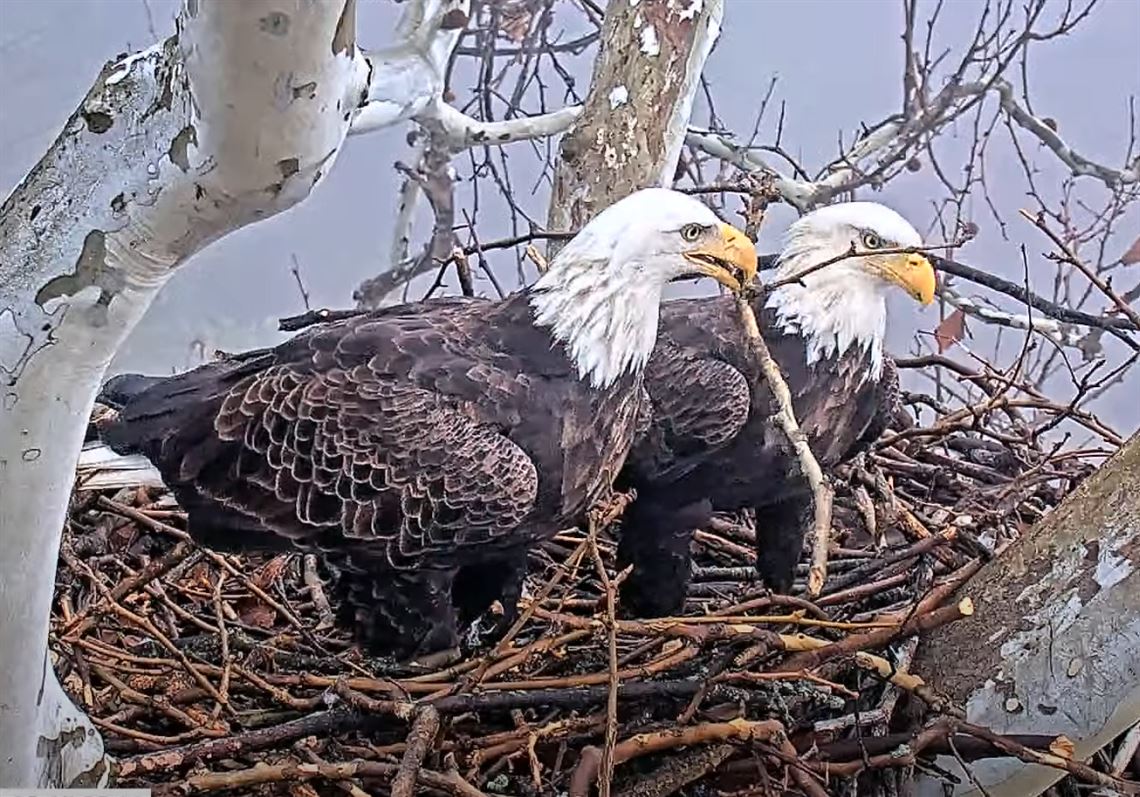Bald Eagle Nest №5