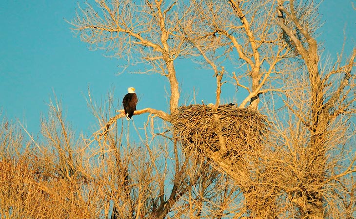 Bald Eagle Nest №6