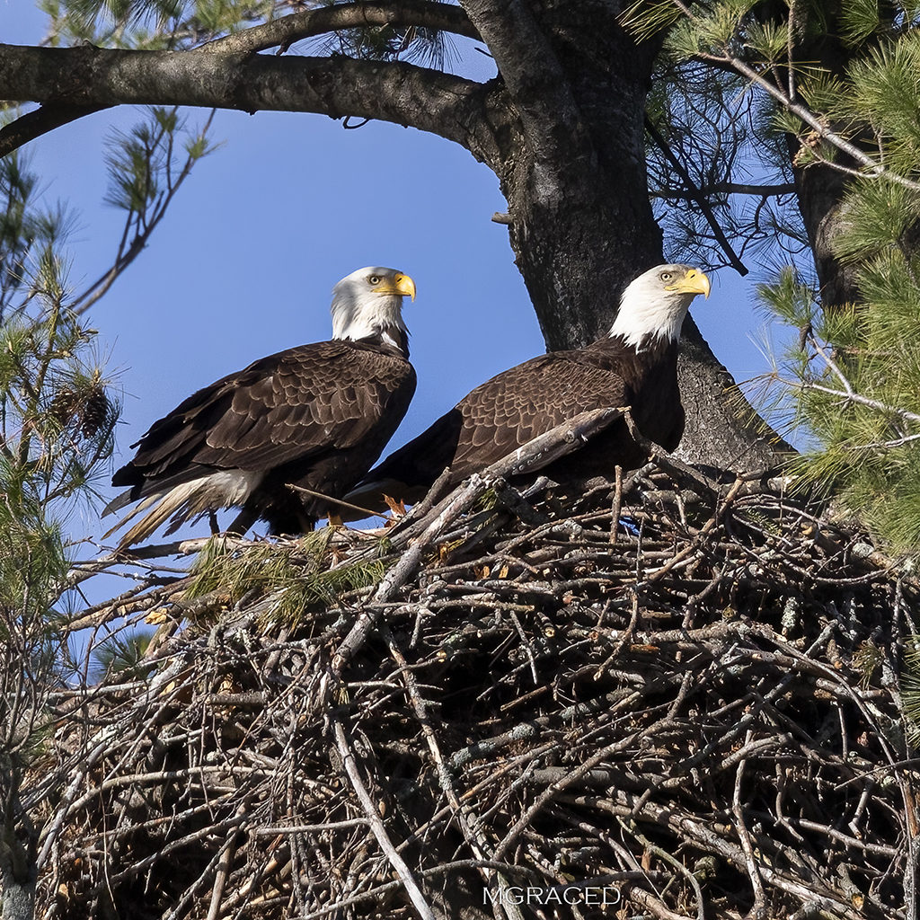Bald Eagle Nest №7