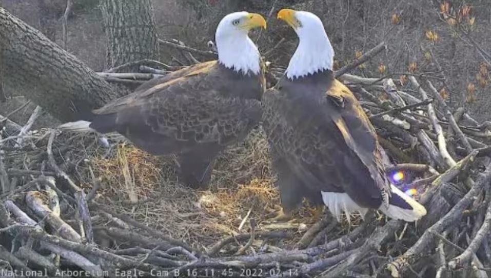 Bald Eagle Nest №8