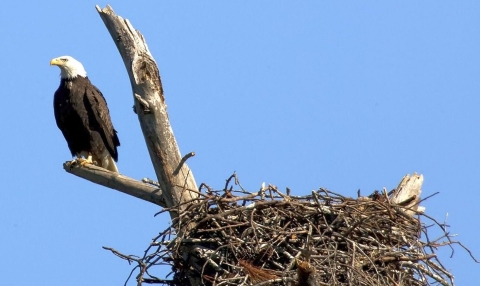 Bald Eagle Nest №9