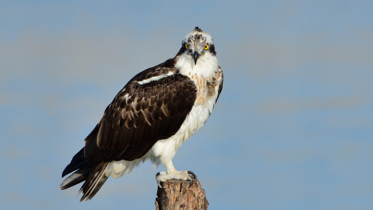 Osprey Nest №1