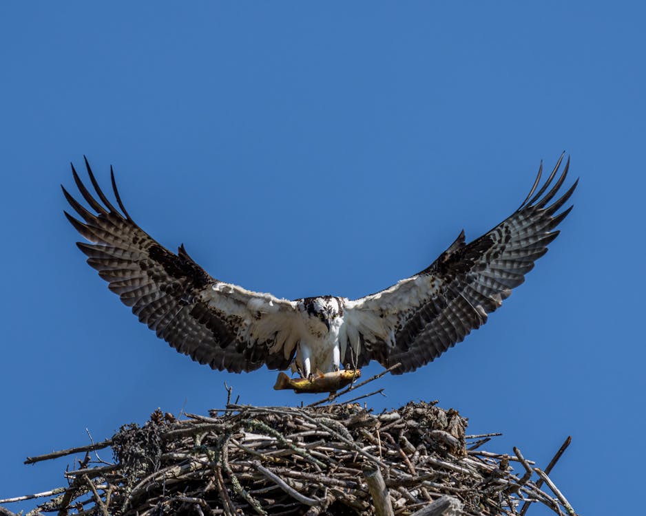 Osprey Nest №2