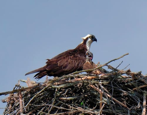 Osprey Nest №3