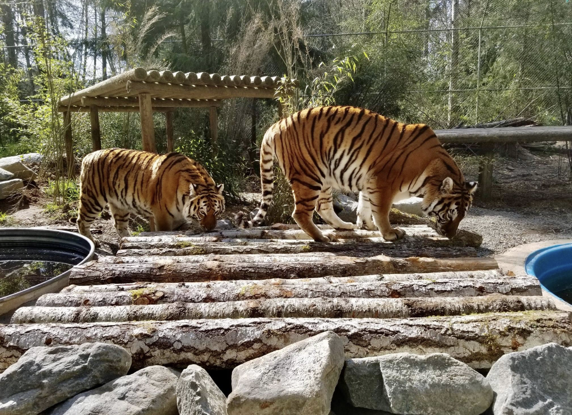 Big Cat Sanctuary