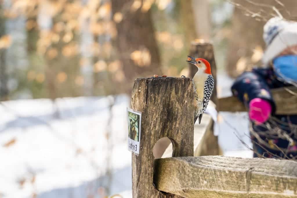Brecksville Bird Feeders