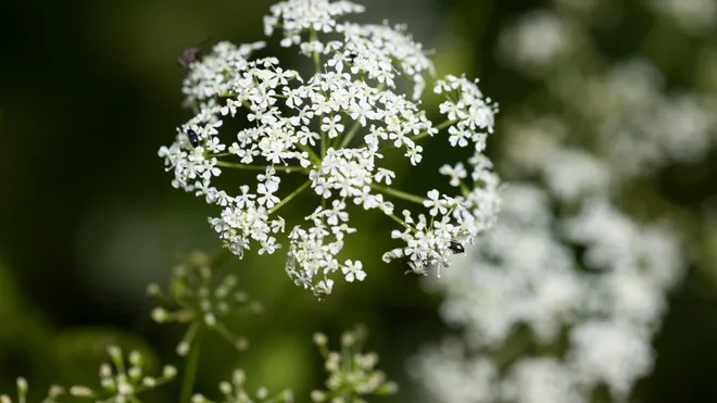 Hemlock Chairlift