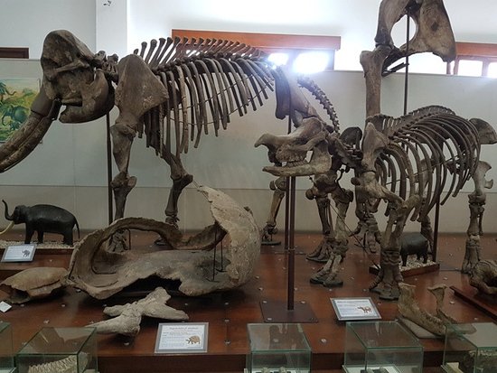 Geology Museum