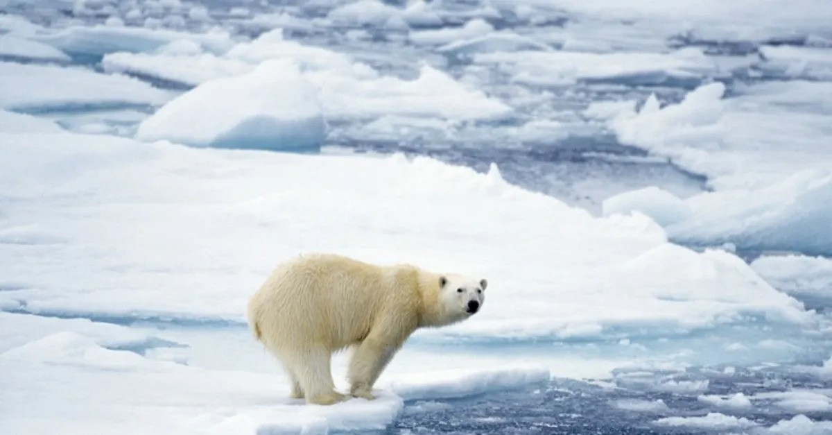 Polar Bear Habitat