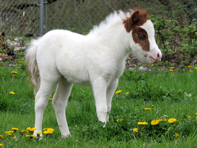 Little Hooves Farm