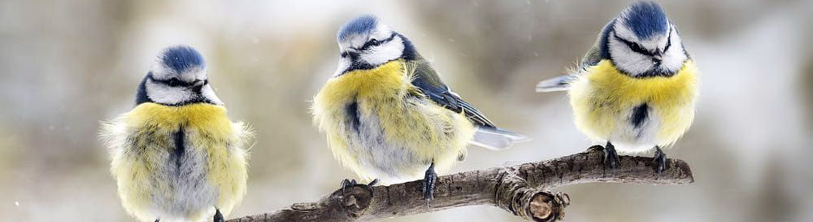 Murrysville Bird Feeder