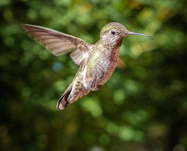 Hummingbird Feeder